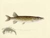 Pickerel - from Massachusetts